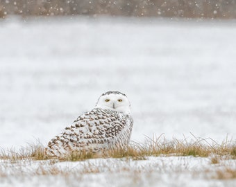 Snowy Owl, Snowy Owl Square Print, Metal Print, "Snowy Owl with Golden Stare"