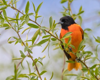 Baltimore Oriole Bird, Northern Oriole Bird Print, Orange Black Bird, Songbird Print, "Beautiful Oriole"