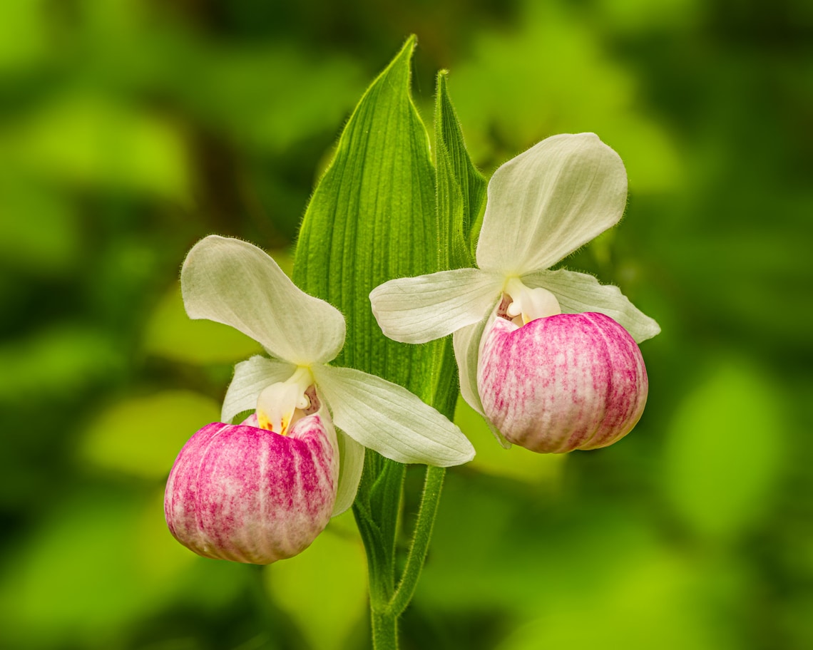 Showy Ladyslipper Flowers, Lady Slipper Print, Lady Slipper Art, Flower