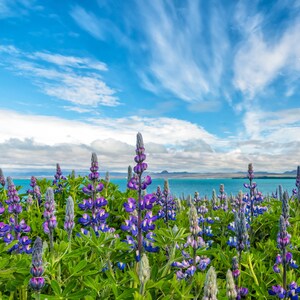 Lupin Iceland Print, Iceland Flower Art, Purple Lupine Metal  &quot;Purple Lupine Field&quot;
