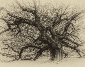 Charleston Angel Oak Tree Print, Fine Art Photography