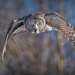 Owl Print | Wild Owl Art | Great Gray Owl | Gray Decor | Neutral Print | Minnesota Photography | Flying Bird | Bird Fine Art Print | Metal