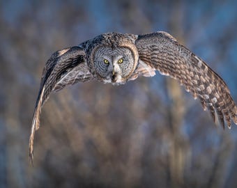 Great Gray Owl Flying Photography Print | Wildlife Fine Art
