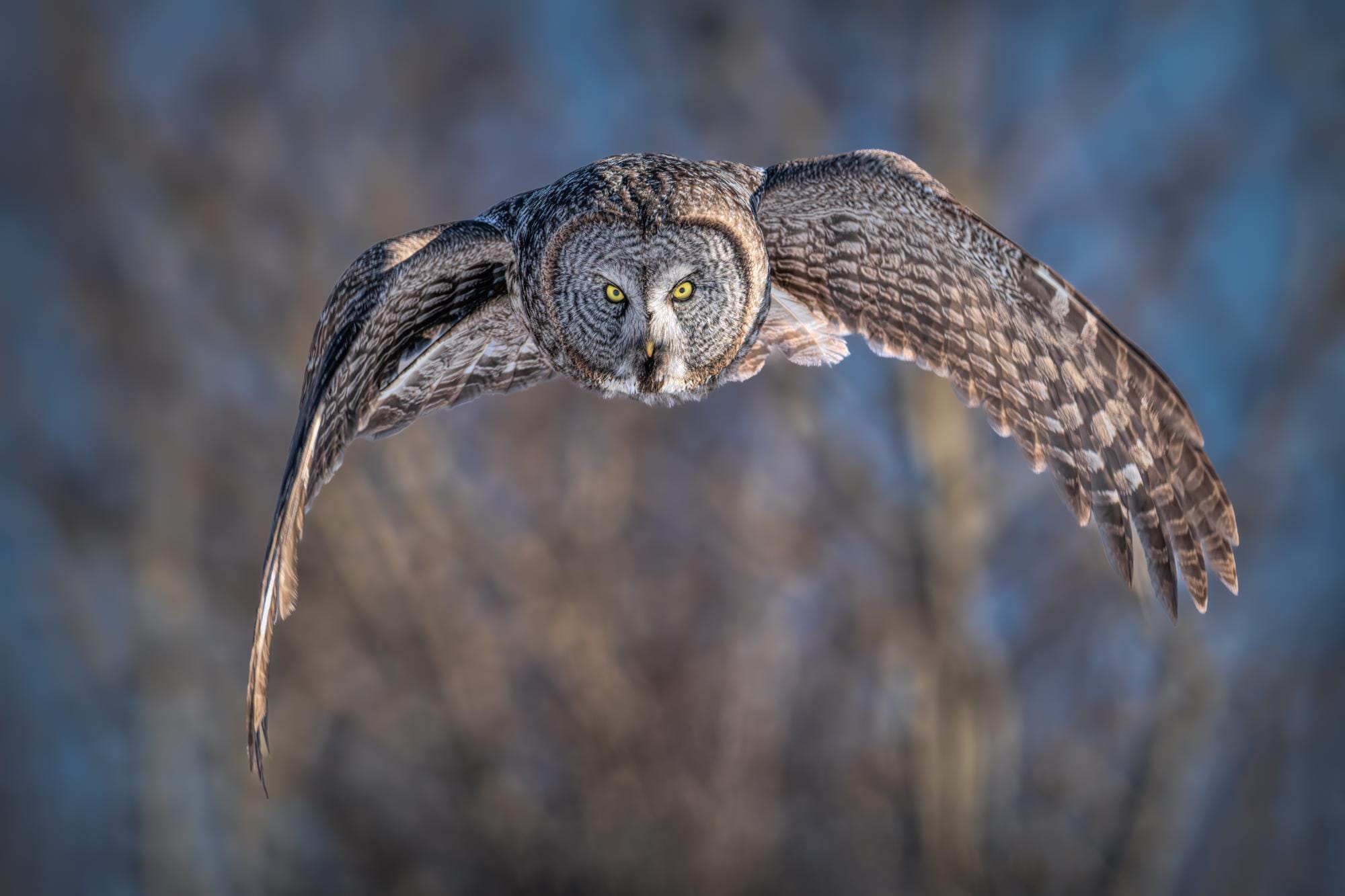 Owl Print | Wild Owl Art | Great Gray Owl | Gray Decor | Neutral Print | Minnesota Photography | Fly