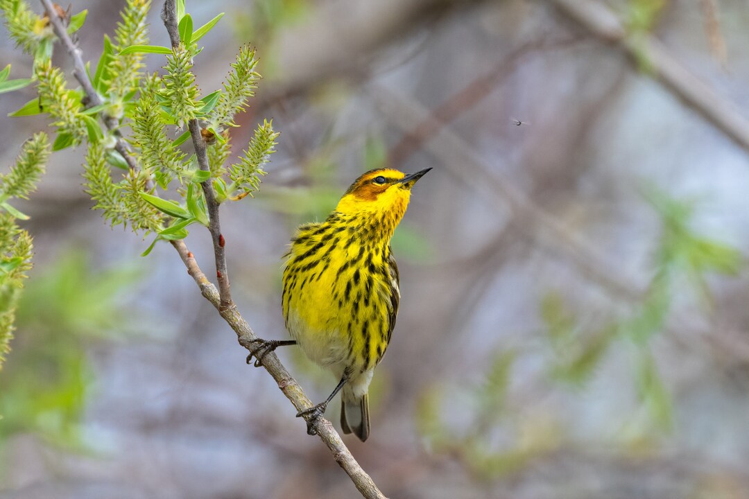 Cape May Warbler, Songbird Print, Yellow Bird Decor, Cute Yellow Bird