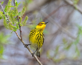 Cape May Warbler, Songbird Print, Yellow Bird Decor, Cute Yellow Bird, Colorful Bird Decor, Audubon Birds, Yellow Rust Bird, Pretty Bird Art