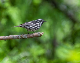 Black and White Warbler Art Print: Songbird Photo, Nature Wall Decor