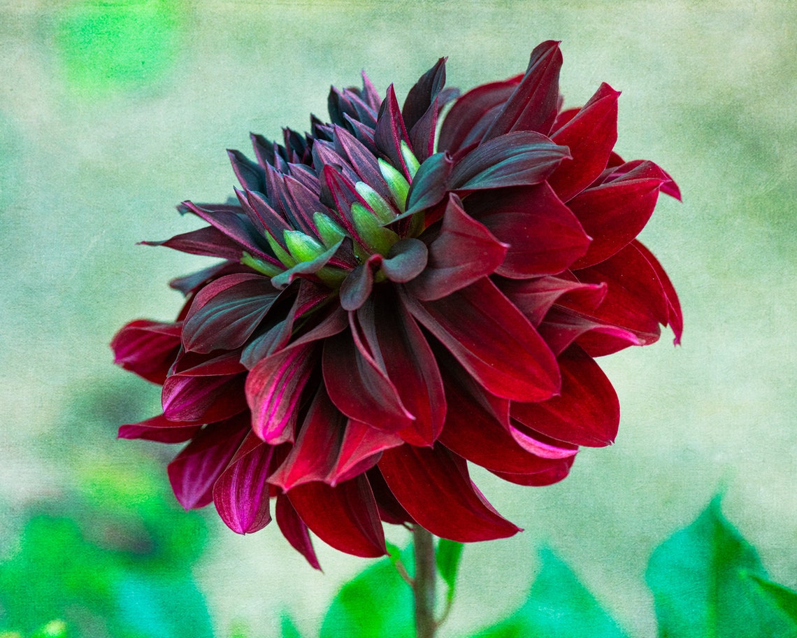 Red Velvet Dahlia Dahlia Metal Art Red Green Flower | Etsy