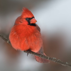 Cardinal Print, Red Bird Fine Art, Metal Cardinal Print, Red Songbird,  Male Cardinal Photo, Wildlife Nature Print, Red & Black Bird