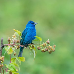 Indigo Bunting Print, Indigo Bunting Fine Art, Bluebird Decor, Blue Green Art, Indigo on Metal, Indigo Bunting in Raspberry Field, Blue bird