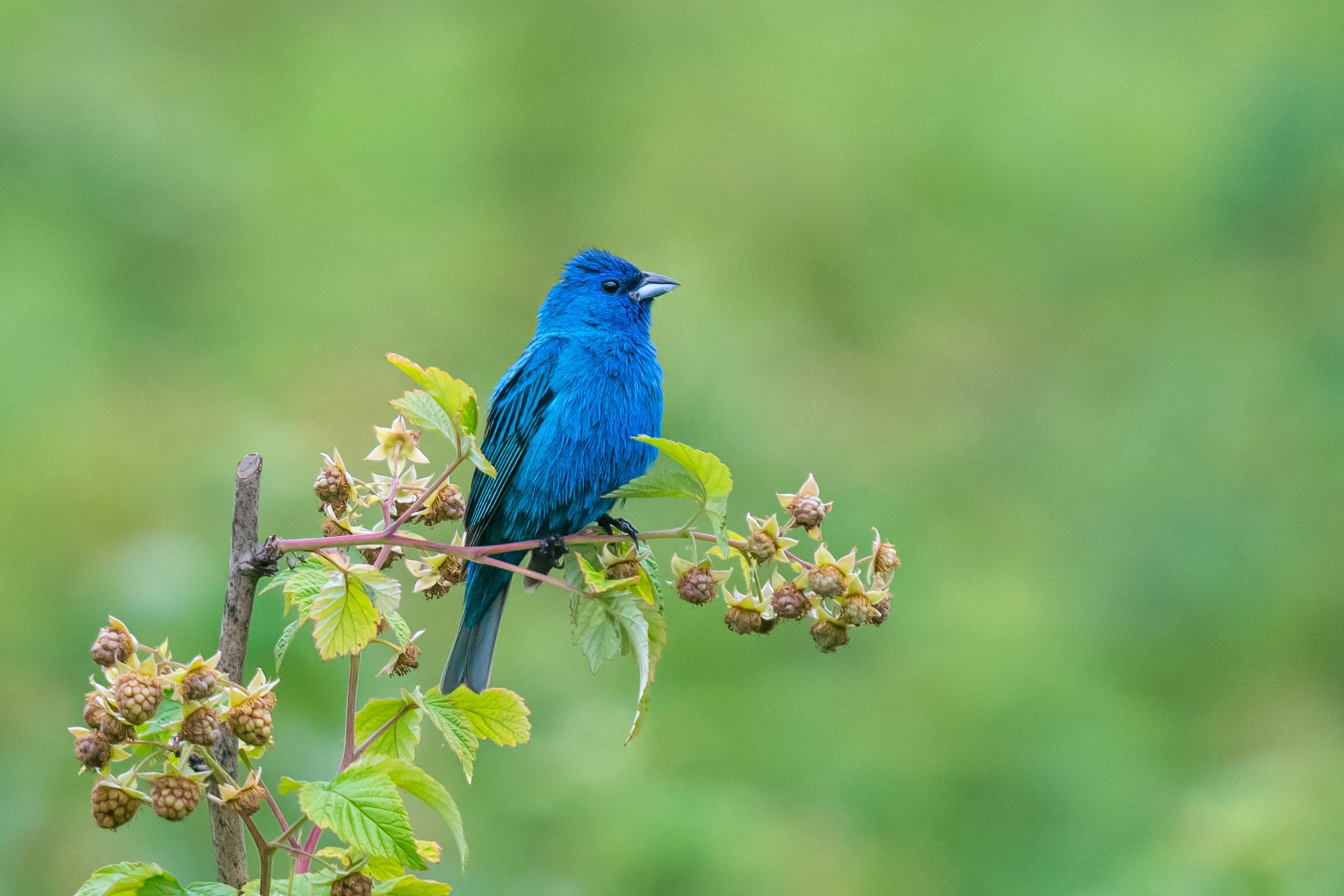 Blue Birds in Illinois: Discover the Stunning Indigo Bunting
