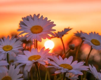 Daisy Sunset Gallery Paper or Metal Print: Michigan Wildflower Photography