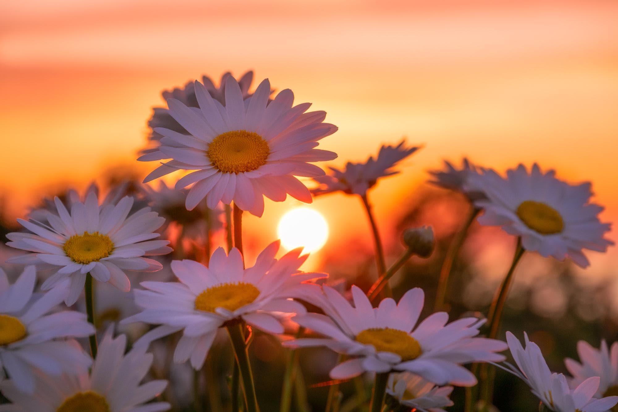 DAISY LOVERS フォトフレーム　激レア Daisy Sunset Gallery Paper or Metal Print: Michigan Wildflower