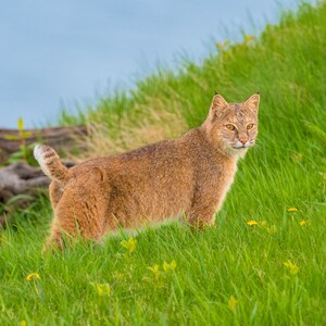Bobcat Art, Lynx Metal Print, Bobcat Fine Art Print, Wildcat, Wild Cats, Wildlife Print, &quot;Bobcat in Grass&quot;