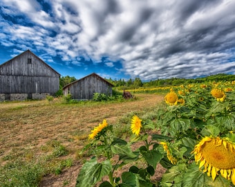 May include: Two weathered wooden barns sit in a field of bright yellow sunflowers under a cloudy sky.