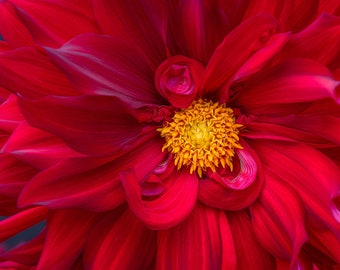 Deep Red Dahlia Fine Art Print | Lush Ruby Jewel Tones | Floral Wall Decor | Botanical Fall Decor | Dahlia Wall Art | Floral Metal Print