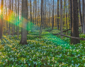 Trillium Field Print, Trillium Flowers Art, Woodland Wildflowers, Trillium on Metal, White Flower Art, Michigan Photography