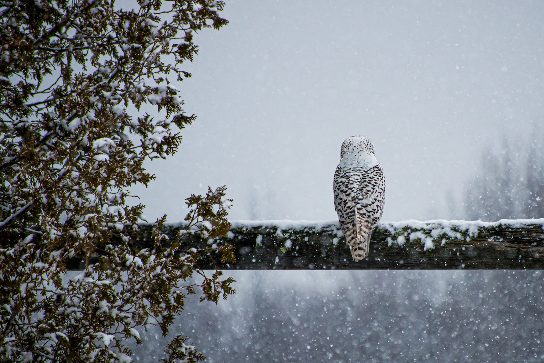 Snowy Owl Print, Owl Photo, Winter Bird Photograph, Snow Art, "A Snow Day"