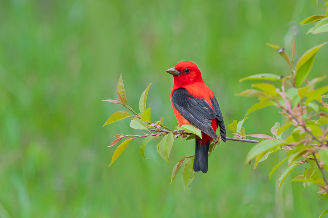 Buy Scarlet Tanager Art, Red Bird Print, Scarlet Tanager Metal Art