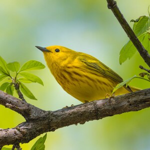 Yellow Warbler Print, Bird Print, Male Yellow Warbler, Yellow Warbler, Songbird Fine Art, &quot;Yellow Warbler Male&quot;