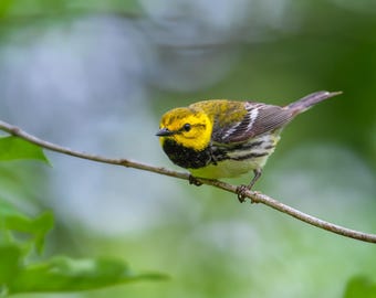 Black-Throated Green Warbler, Bird Print, Nature Wall Decor, Fine Art, Songbird, Metal Art, Green, Yellow, Birding, Birder Gift, Spring Ohio