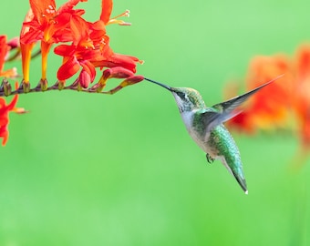 Flying Hummingbird in Crocosmia, Green and Red, Garden art, Bird and Red Flowers, Green Hummer, Nature art, Ruby Throated Hummingbird Print