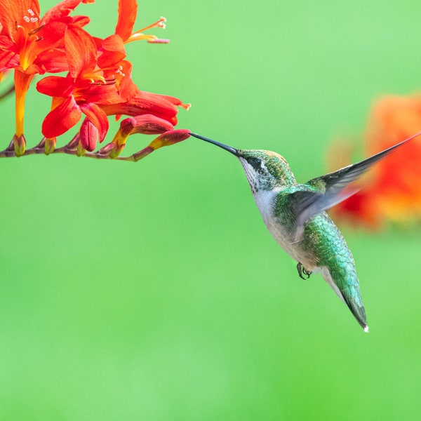 Flying Hummingbird in Crocosmia, Green and Red, Garden art, Bird and Red Flowers, Green Hummer, Nature art, Ruby Throated Hummingbird Print