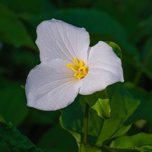 Flower Trillium Print, White Trillium Art, Green White Flower, &quot;Lovely White Trillium&quot;, Square Print
