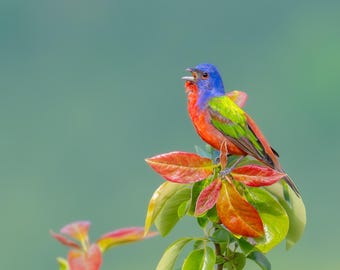 Painted Bunting Photo: Colorful Bird Fine Art Print