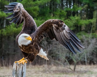 Impresión de águila calva, arte de águila calva, águila americana, "alas de águila calva"
