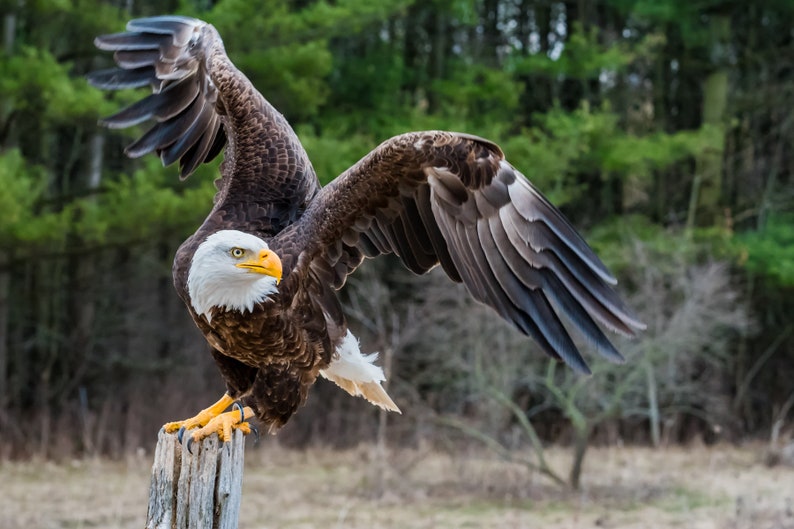 Bald Eagle Print, Bald Eagle Art, American Eagle, bald Eagle Wings - Etsy