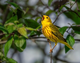 Yellow Warbler Bird Print: Fine Art Songbird Photography