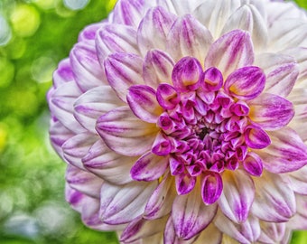 Bright Dahlia Print, Purple Dahlia Photo, Dahlia Art, White Purple Dahlia, "Dahlia Dream"