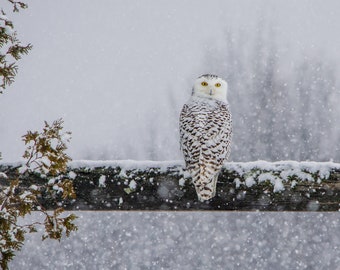 Impresión de búho nival, arte de metal con búho, fotografía de pájaro invernal, arte de nieve, "La mirada nevada"