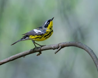 Magnolia Warbler Bird Print: Fine Art Nature Wall Decor