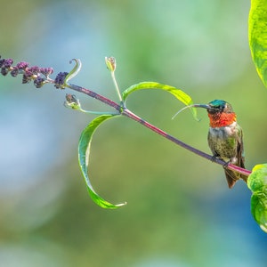 May include: A red-throated hummingbird with green and brown feathers perches on a branch with green leaves and purple flower buds.