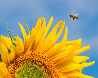 Sunflower Wall Art, Large Sunflower and HoneyBee Art, Metal Print, Bee Keeper Decor, Colorful Summer Art, Garden Metal Print,