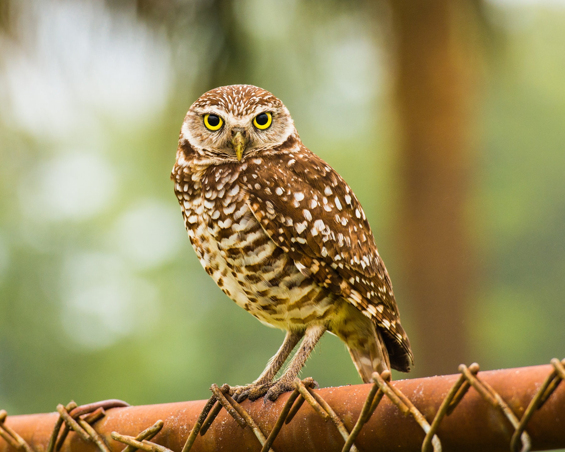 Burrowing Owl Fine Art Print - Florida Bird Art - Perfect Gift for Birders - Cape Coral Florida Owls