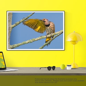 Northern Flicker Print, Woodpecker Art, Flicker Metal Print, Bird Wall Art, Metal Flicker Print, Birdwatcher, Birder, Yellow and Black bird image 1