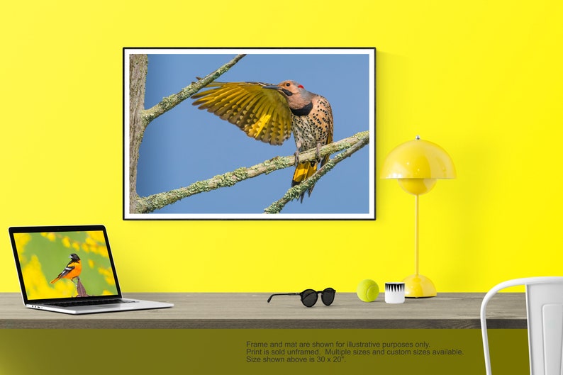 Northern Flicker Print, Woodpecker Art, Flicker Metal Print, Bird Wall Art, Metal Flicker Print, Birdwatcher, Birder, Yellow and Black bird image 1