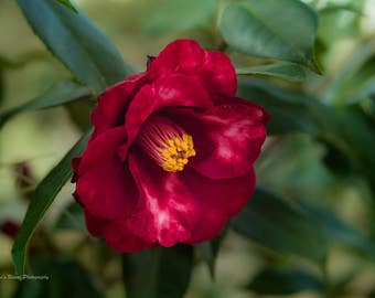 Camellia Print, Red Camellia Art, Red Camellia Canvas Wrap, Red flower, South Carolina,  "Bright Red Camellia"