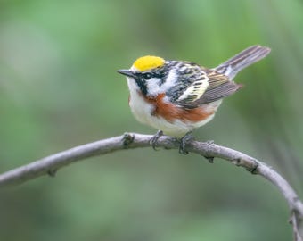 Chestnut Sided Warbler Bird Print, Fine Art, Songbird Metal Art, Bay Breasted, Cute Bird on Branch, Birding, Birder Gift, Ohio Birding,