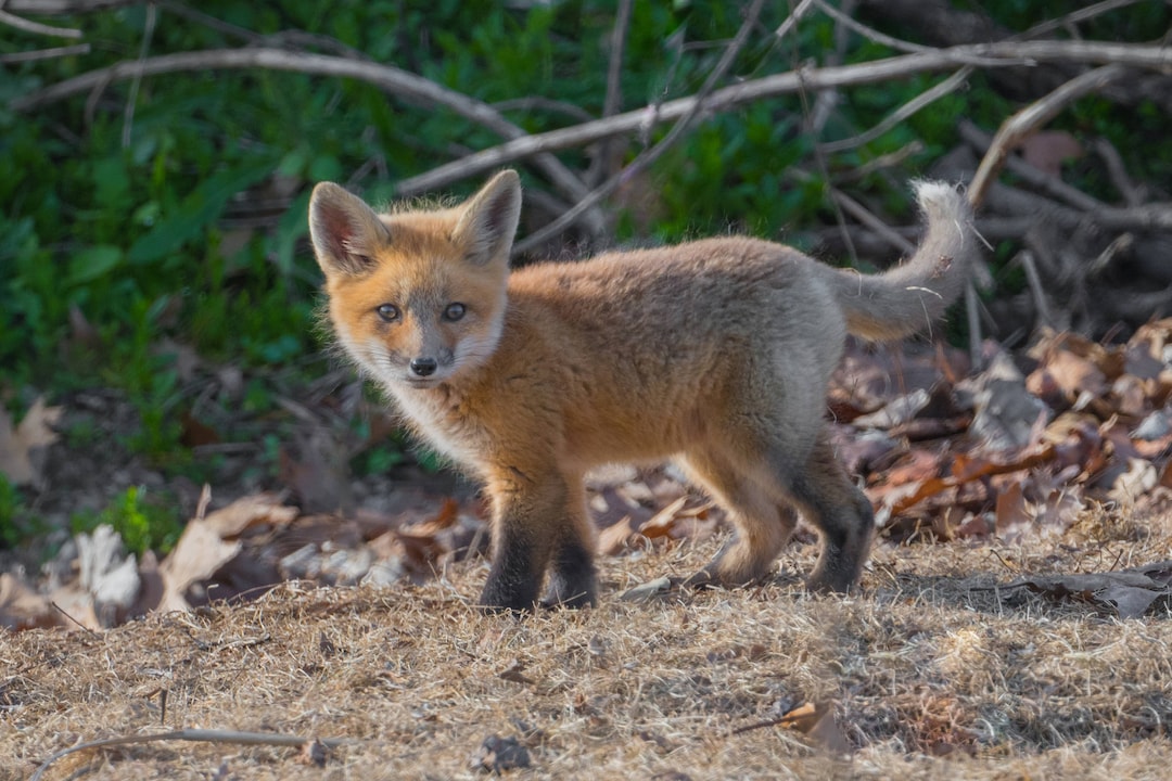 キツネの赤ちゃんのプリント、キツネの赤ちゃんの写真、キツネの