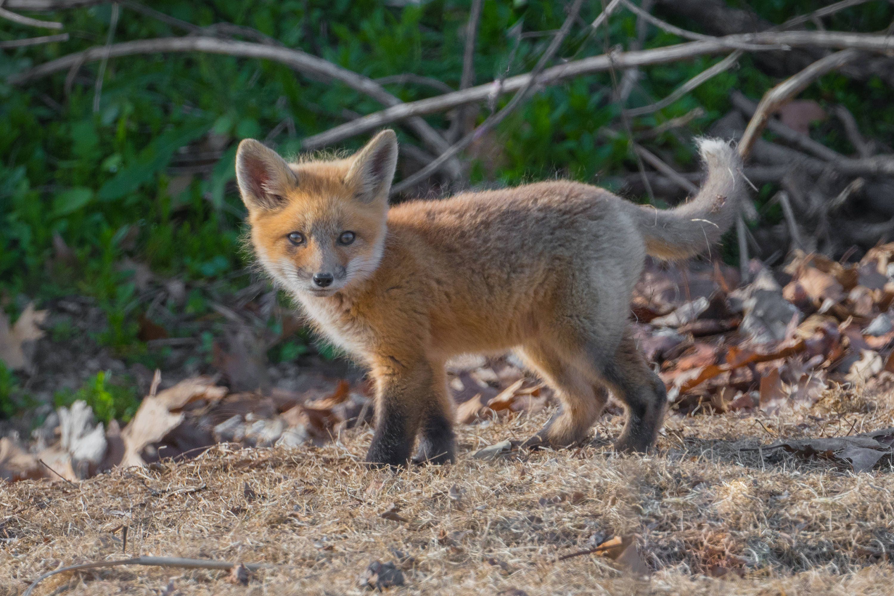Kit fox. Майконг животное. Коллекция Baby Fox. Babyfox зеленый.