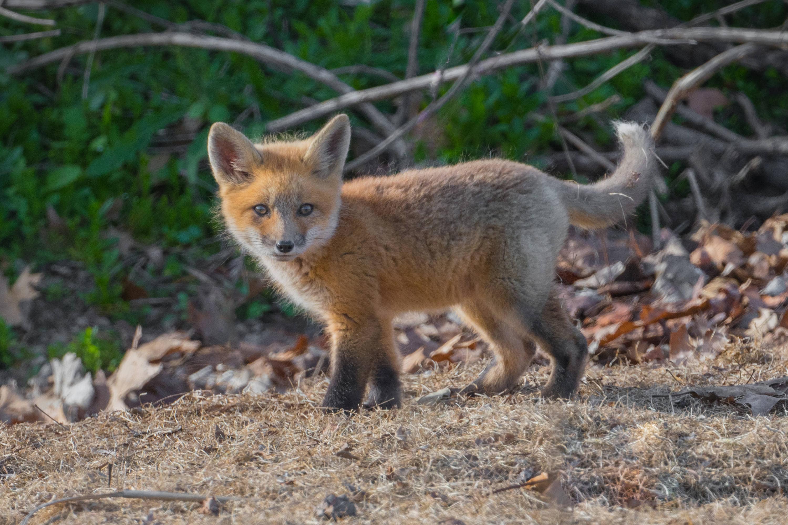 キツネの赤ちゃんのプリント、キツネの赤ちゃんの写真、キツネの