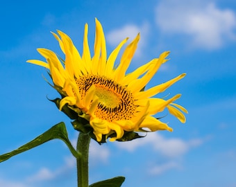 Sunflower Photo, Sunflower Art, Metal Print, "Looking Up"