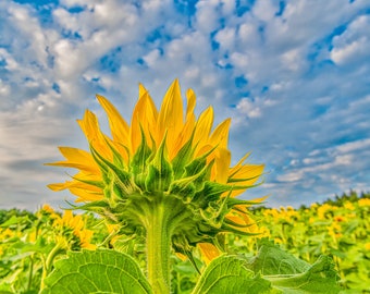 May include: A close-up of a sunflower with yellow petals and a green center. The sunflower is in a field of other sunflowers, with a blue sky and white clouds in the background.