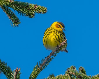 Songbird Print, Yellow Bird Photo, Cape May Warbler, Migratory Bird, Colorful Bird Decor, Audubon Birding, Yellow Black Bird, Nature Print