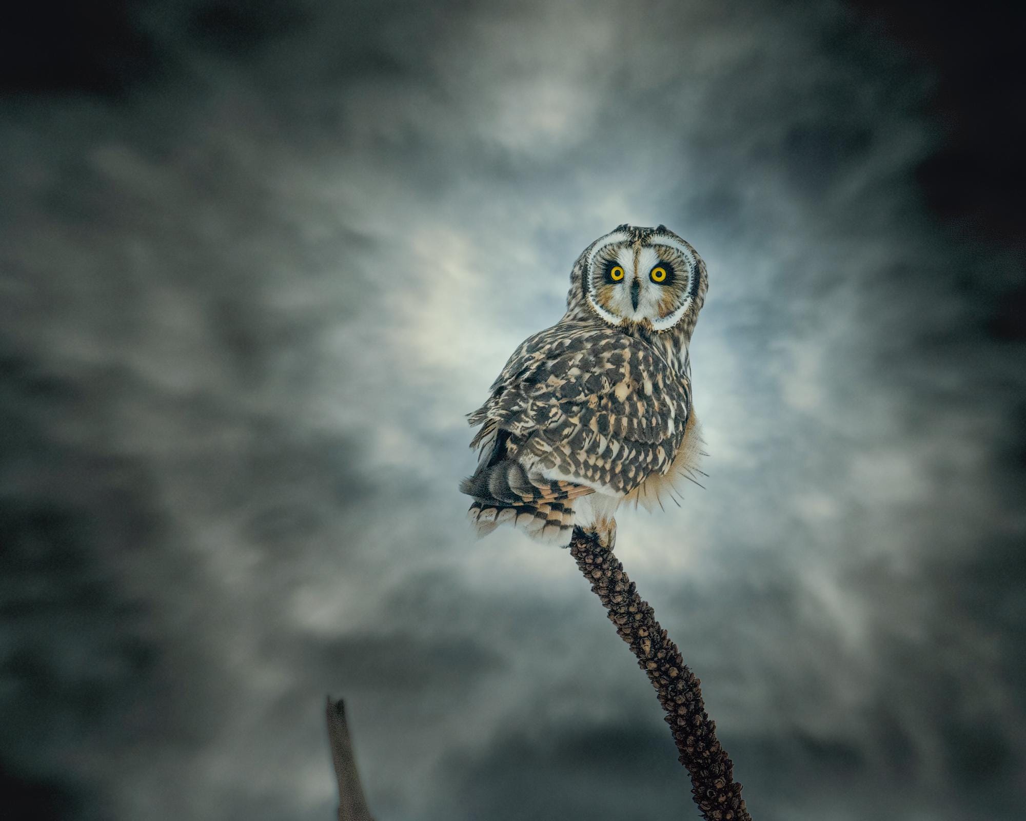 Short-eared Owl Print: Wildlife Photography, Winter Bird Art