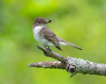 Phoebe fågelkonst, Phoebe konsttryck, fågelmetallkonst, fågel med insekt, mammafågel, vårfågelskådning, djurlivstryck, stort fågeltryck, natur